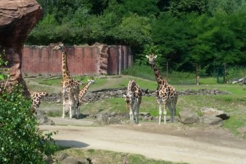 Giraffen im Zoo